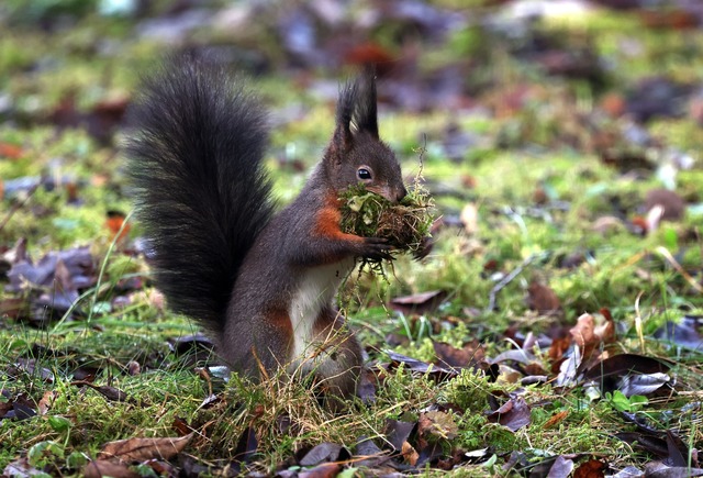 Z&auml;hlaktionen k&ouml;nnen dazu bei...Gesundheitszustand der Tiere erfahren.  | Foto: Karl-Josef Hildenbrand/dpa