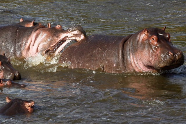 Normalerweise wirken Nilpferde wie diese in Kenia eher rundlich. (Archivbild)  | Foto: picture alliance / dpa