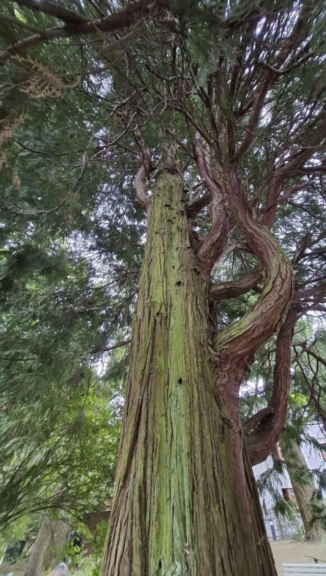 Ein beachtlich groer Lebensbaum steht im Park des Hauses Columban.  | Foto: Heinz Scholz