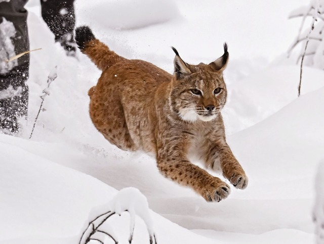 Luchse sind hierzulande in der Natur sehr selten. (Archivbild)  | Foto: Uli Deck/dpa