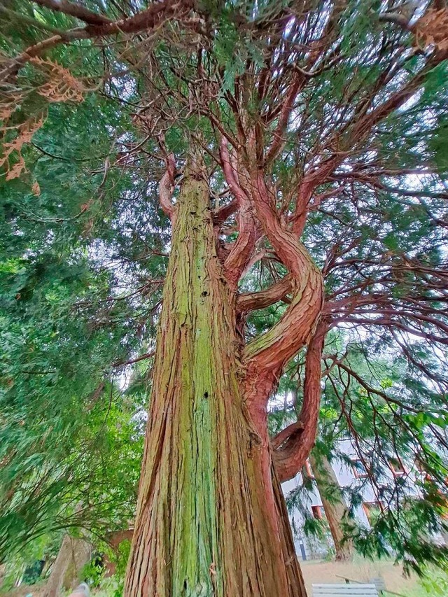 Ein beachtlich groer Lebensbaum steht im Park des Hauses Columban.  | Foto: Heinz Scholz