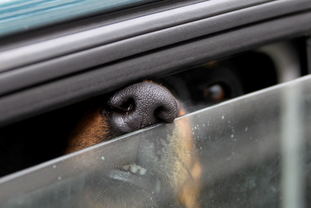 Die Hitze hat Auswirkungen auf Mensch und Tier. (Archivbild)  | Foto: Stephan Jansen/dpa