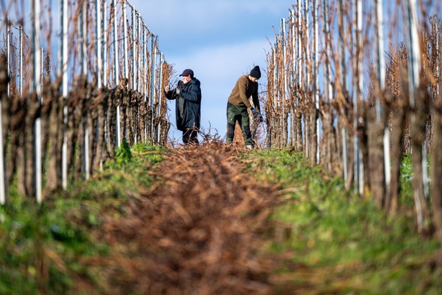 Wein macht auch im Winter Arbeit: In e...;berfl&uuml;ssige Reben abgeschnitten.  | Foto: Harald Tittel/dpa