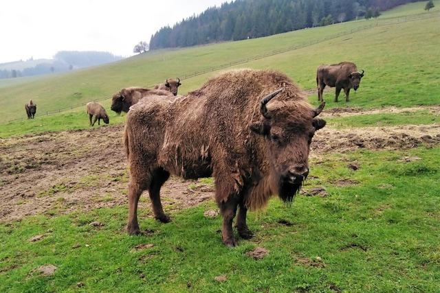 Rheinfelder Tierschtzer fordern hrteres Urteil im Fall der vernachlssigten Gersbacher Wisente