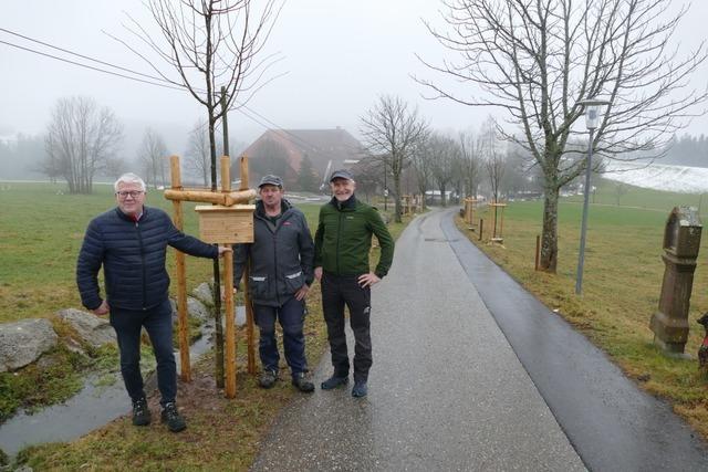 Linden ersetzen Kastanien in historischer Allee in St. Mrgen - auch, weil sie klimaresistenter sind