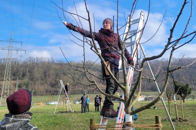 Auf den richtigen Schnitt kommt es an, damit die Ernte gelingt.  | Foto: TRUZ Weil am Rhein (Celina Webe)