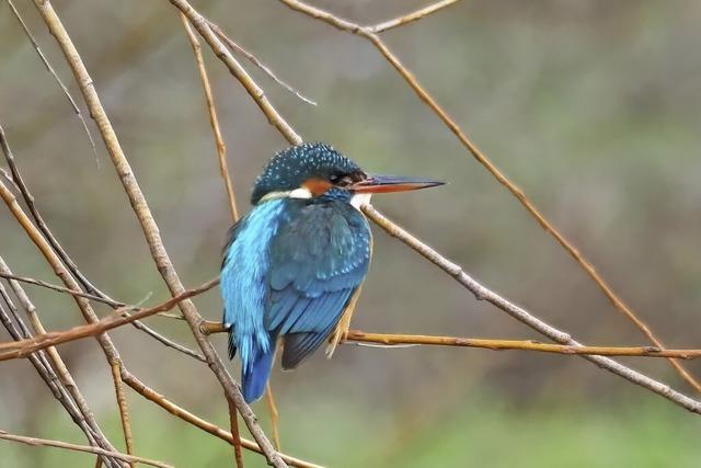 Winterzeit – Eisvogelzeit