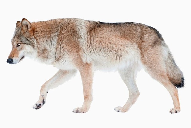 Und in welcher Redensart kommt der Wolf vor?  | Foto: Mari_art (stock.adobe.com)