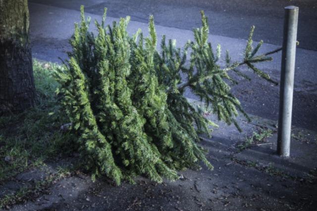 Der Christbaum ist verdammt dazu, gleich zweimal zu sterben