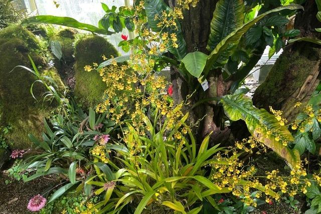 Grnzeug, Vanille und Reis – Winterfhrungen im Botanischen Garten in Basel