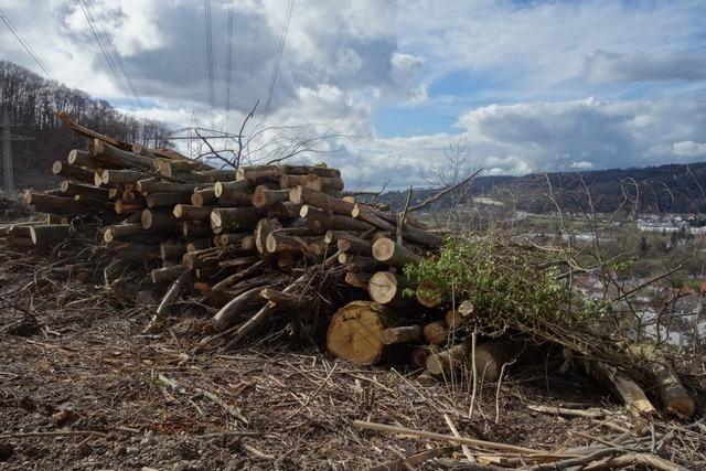 Die Abholzungen im Wald waren 2024 das Aufregerthema in Brombach