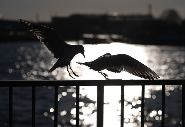 Zwei M&ouml;wen landen an den Landungs...mburger Hafen auf einem Gel&auml;nder.  | Foto: Marcus Brandt/dpa