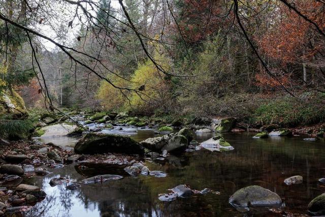 Grne Ministerin geht beim Nationalpark Schwarzwald auf Kritiker zu