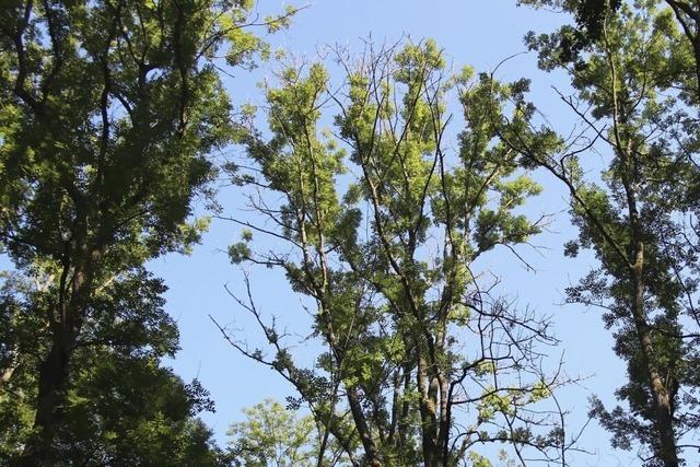 Merdinger Wald profitiert von Nachfrage