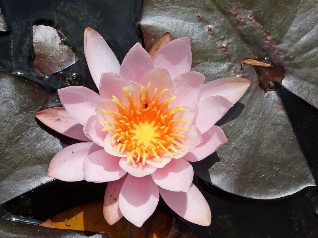 Seerose im Garten des Landhaus Ettenbhl, Bad Bellingen