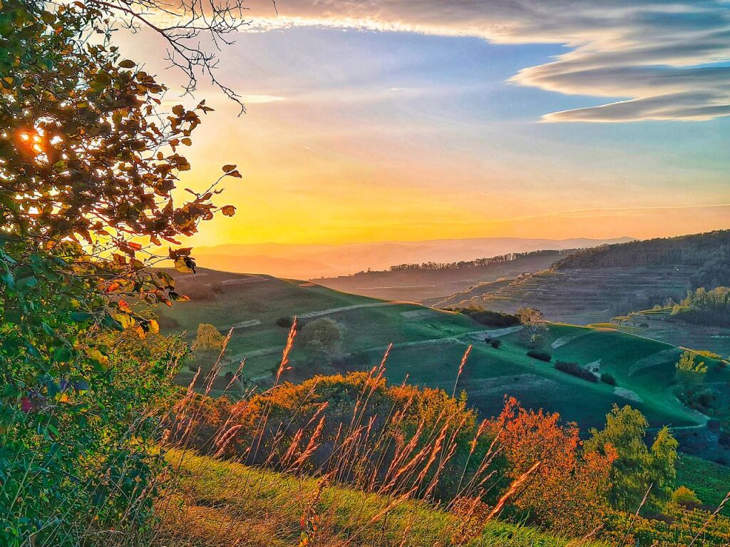 Schelinger Matten, Kaiserstuhl