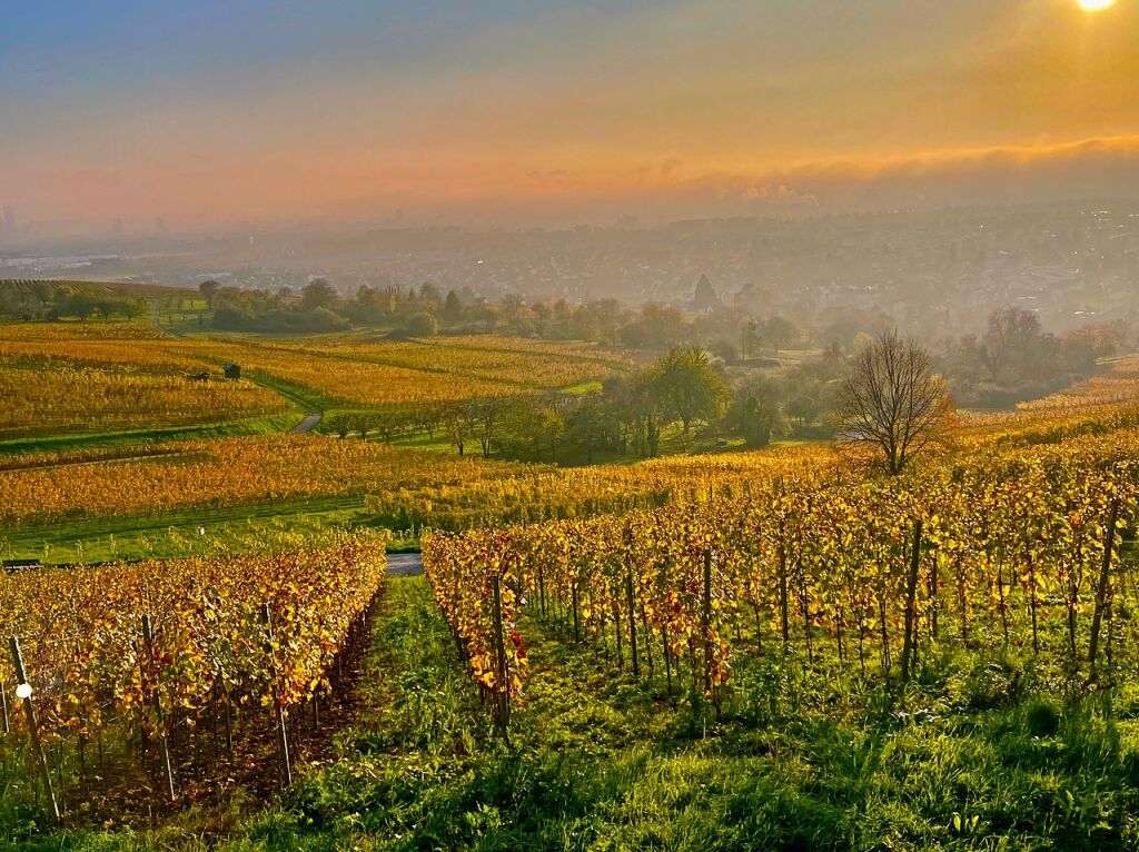 Von der Terrasse des Gasthauses Ochsen in  in Weil am Rhein-tlingen