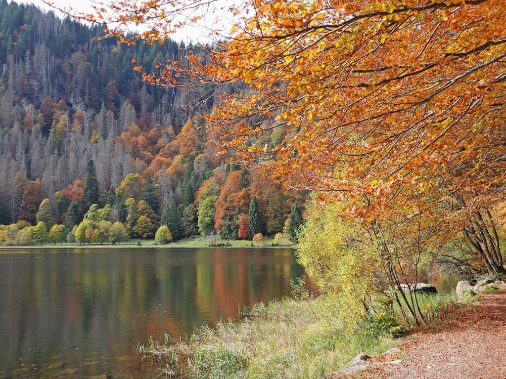 Feldsee