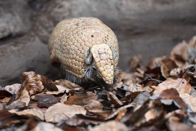 Neues "Zootier des Jahres" ist das G&uuml;rteltier.  | Foto: Bernd Wei&szlig;brod/dpa