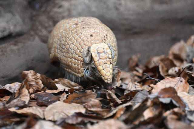 Auch in der Stuttgarter Wilhelma gibt ...tieren des Jahres&quot; gekrt worden.  | Foto: Bernd Weibrod (dpa) 