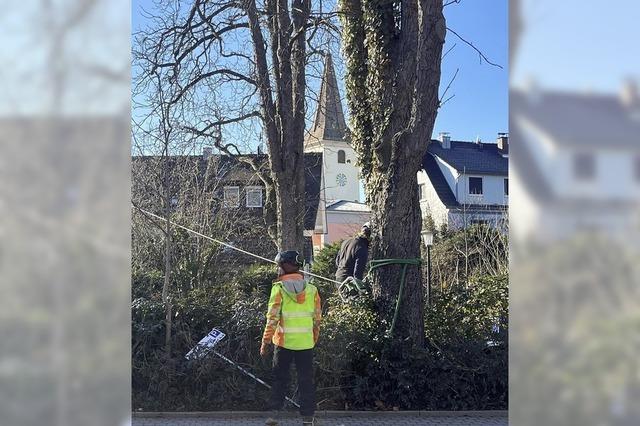 Rosskastanie an Bad Krozinger Parkplatz Im Grn gefllt