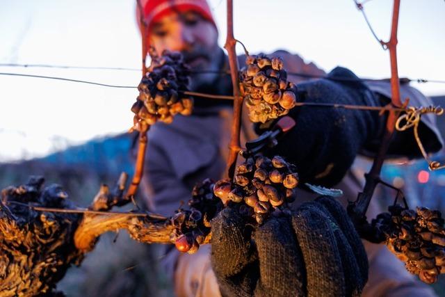 Winzer ernten Trauben fr Eiswein