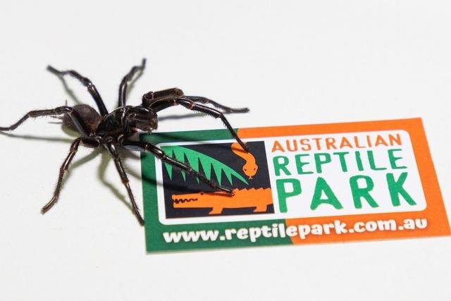 Australien: Giftigste Spinne der Welt besteht aus drei Arten