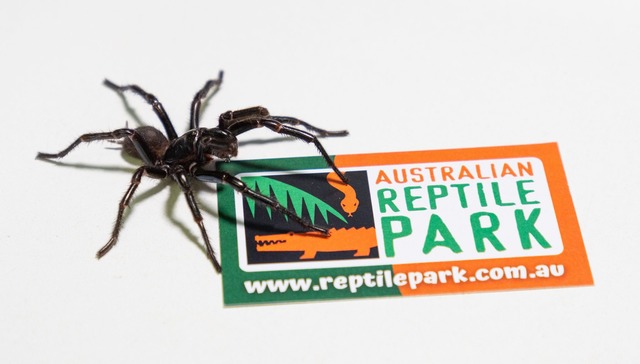 Im Australian Reptile Park werden die ...Herstellung eines Gegengifts gemolken.  | Foto: Caitlin Vine/Australian Reptile Park/dpa