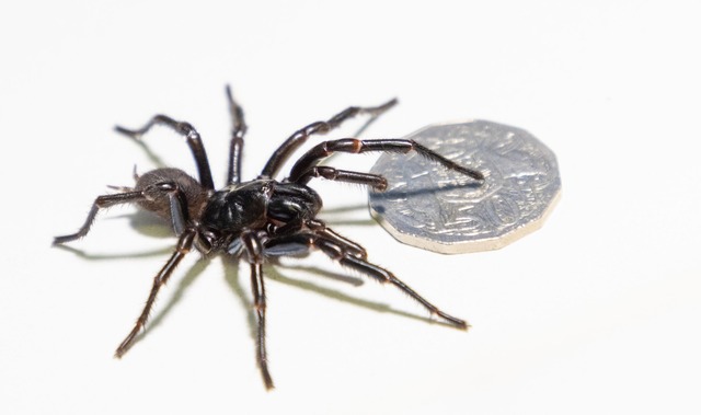 Die Exemplare aus Newcastle sind riesig.  | Foto: Caitlin Vine/Australian Reptile Park/dpa