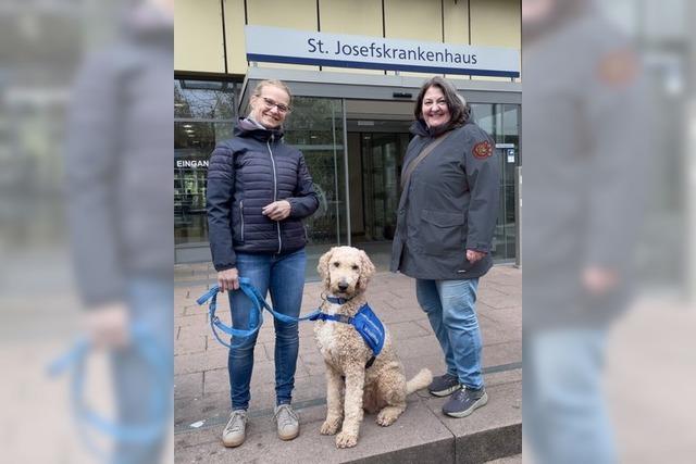 Als erster Therapiebegleithund darf Balou auf die Intensivstation des Josefskrankenhauses