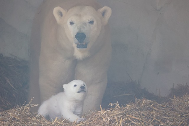 Das Eisb&auml;ren-Baby ist zum ersten Mal zu sehen.  | Foto: Timo Deible/Zoo Karlsruhe/dpa