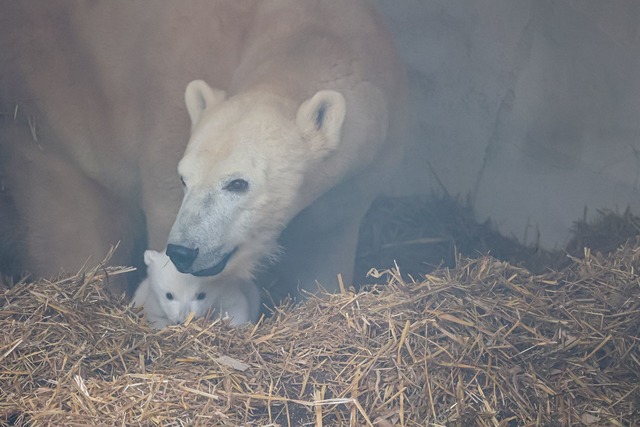 Mutter Nuka besch&uuml;tzt ihr Junges.  | Foto: Timo Deible/Zoo Karlsruhe/dpa