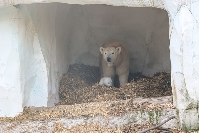 Im Au&szlig;enbereich der Wurfh&ouml;h...n Strohbett f&uuml;r das Junge gebaut.  | Foto: Timo Deible/Zoo Karlsruhe/dpa