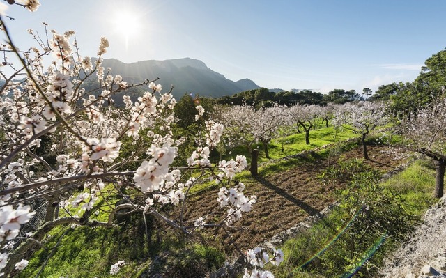 Magische Mandelblte auf Mallorca &#82...s der Frhlinsziele auch fr Busreisen  | Foto: Sebas Adrover/Shutterstock.com