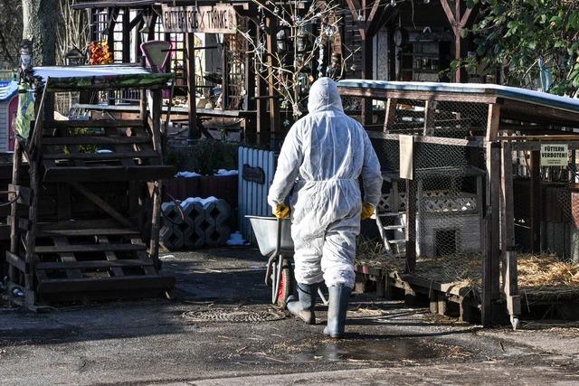 Keine weiteren Seuchenfälle - London verhängt Importverbot