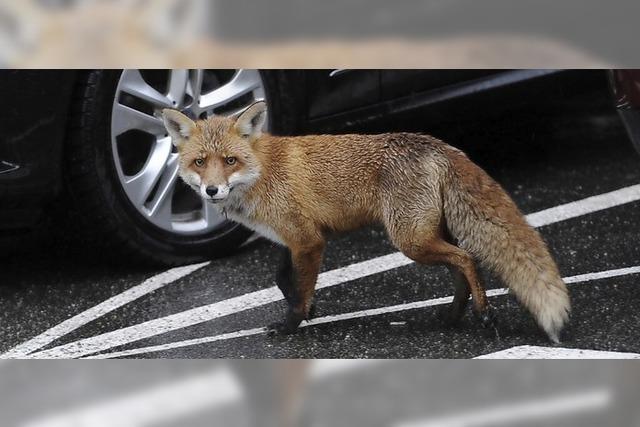 Die 25. Forst live mit dem Thema Wildtiermanagement in der Stadt