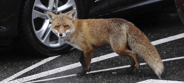Ein Fuchs im Stadtraum.    | Foto: Jrg Carstensen