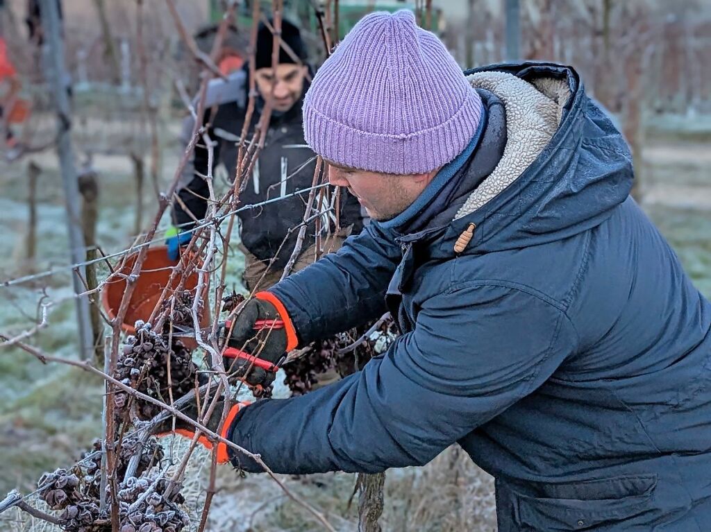 Dauerfrost und 8 Grad minus ergibt feinstes Eisweinwetter in Auggen. Helfer  ernteten  Dienstagfrh die letzten Gutedeltrauben. Der Winzerkeller Auggener Schf erwartet eine edelse Raritt.