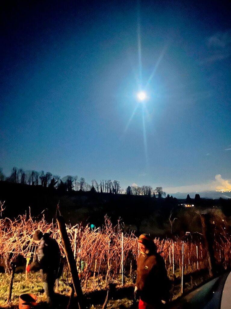 Bei der Eisweinlese in den Auggener Reben am Dienstagmorgen um 6 Uhr