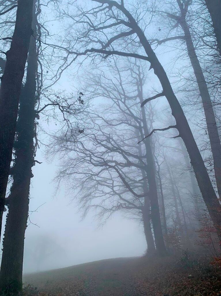 Grau in grau: Auch das gab es, in diesem Fall im Wald oberhalb von Britzingen.