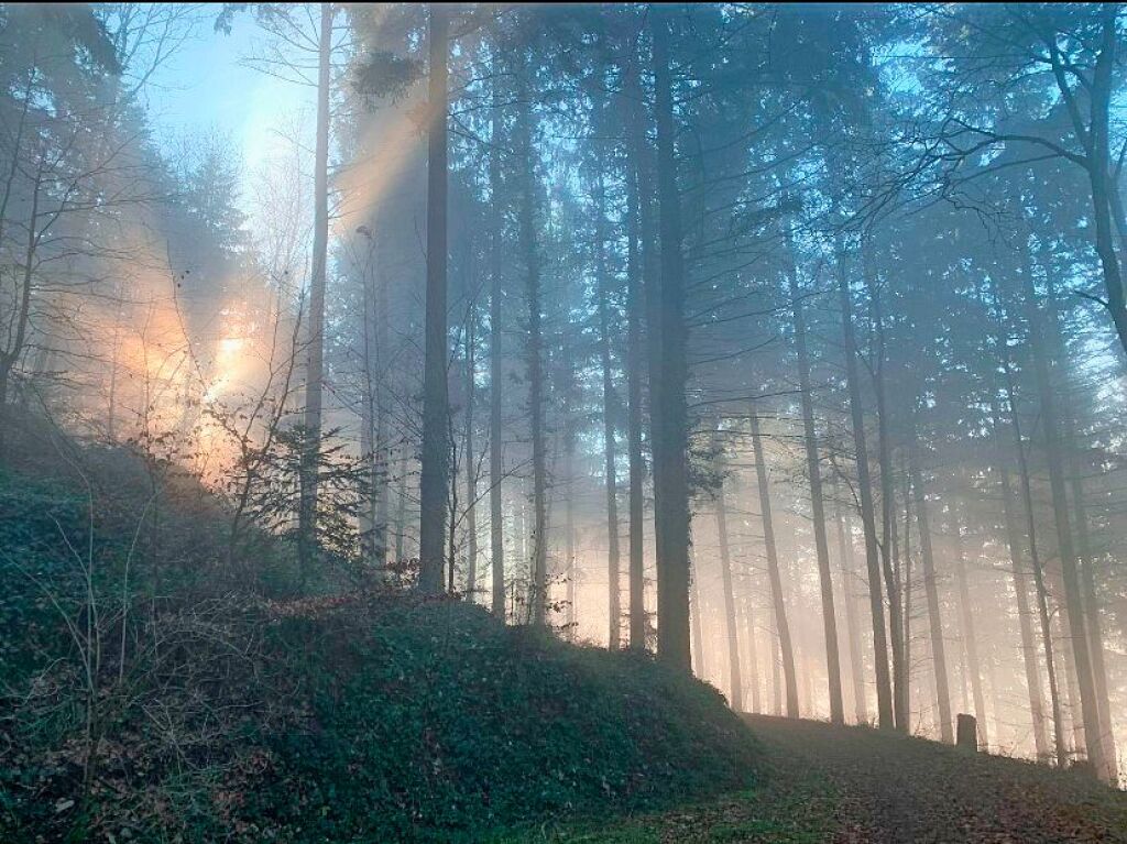 Zauberhafte Stimmung im Nebel an der Grenze zum Sonnenschein: neulich im Wald unterhalb der Burgruine Neuenfels