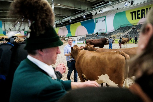 Paarhufer wie Rinder, Schweine, Schafe...ahr nicht zu sehen geben. (Archivbild)  | Foto: Carsten Koall/dpa