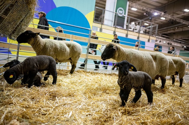 Die s&uuml;&szlig;en L&auml;mmer und m...en Messeh&ouml;hepunkten. (Archivbild)  | Foto: Fabian Sommer/dpa