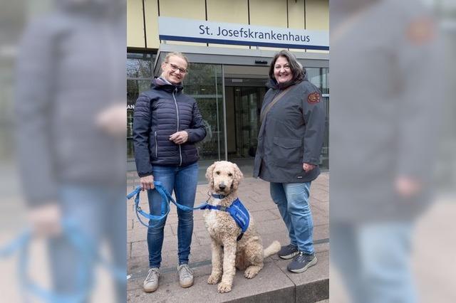 Trostspender auf vier Pfoten – Als erster Therapiebegleithund darf Balou auf die Intensivstation des Freiburger Josefskrankenhauses