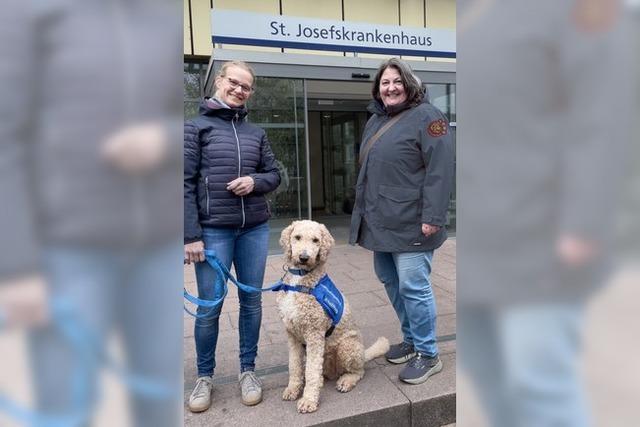 Als erster Therapiebegleithund darf Balou auf die Intensivstation des Freiburger Josefskrankenhauses