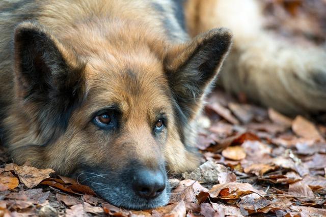 Wer in Basel einen Hund halten will, muss wieder einen Pflichtkurs besuchen