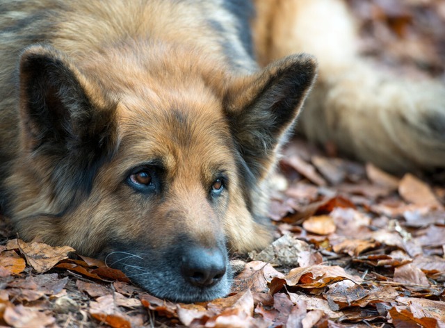 Personen, die erstmals einen Hund halt...r Hundehalter besuchen (Symboldbild).  | Foto: Patrick Pleul (dpa)