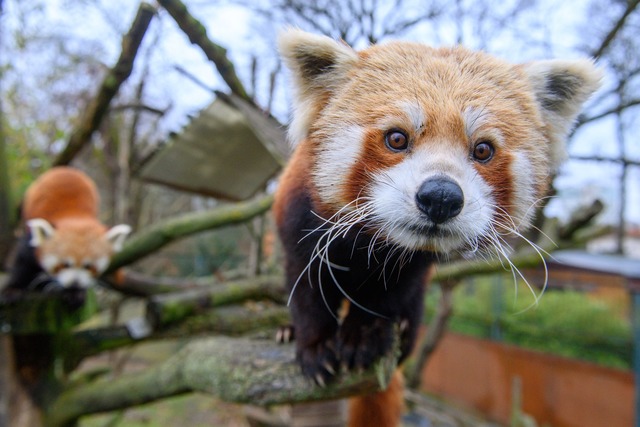 Neuzugang bei den Rote Pandas im Zoo Magdeburg  | Foto: Klaus-Dietmar Gabbert/dpa