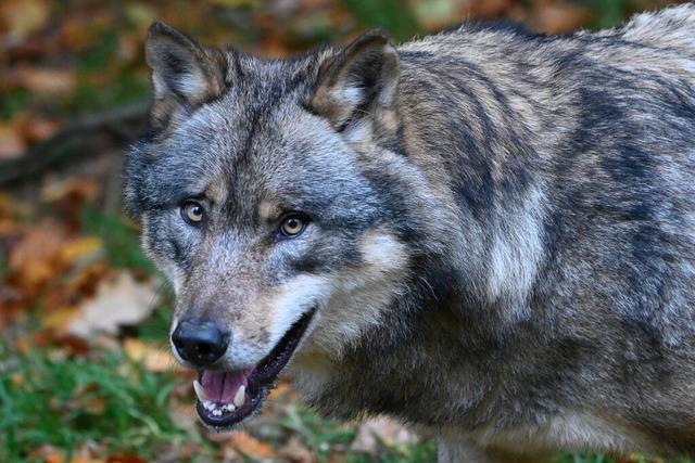 Ziege in Ibach wurde von einem Wolf gettet