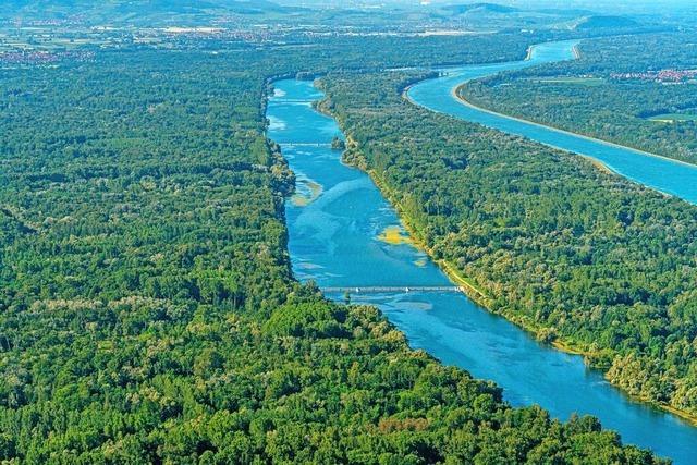 Wie der Rhein wieder strukturreicher werden soll